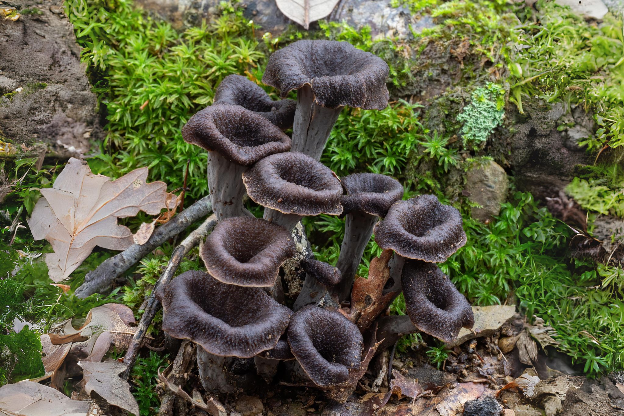 Black trumpet mushrooms in garden