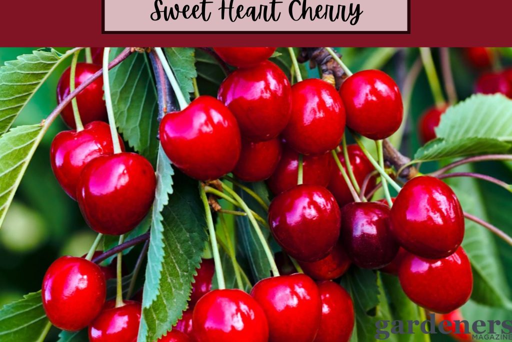 sweetheart cherry