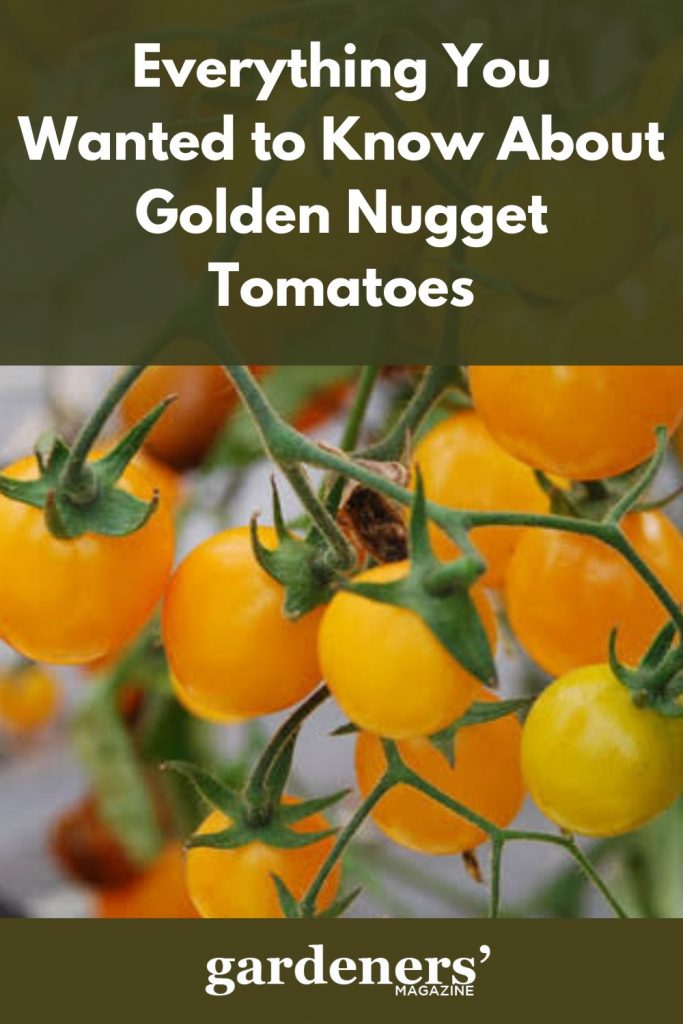 Gold Nugget tomatoes
