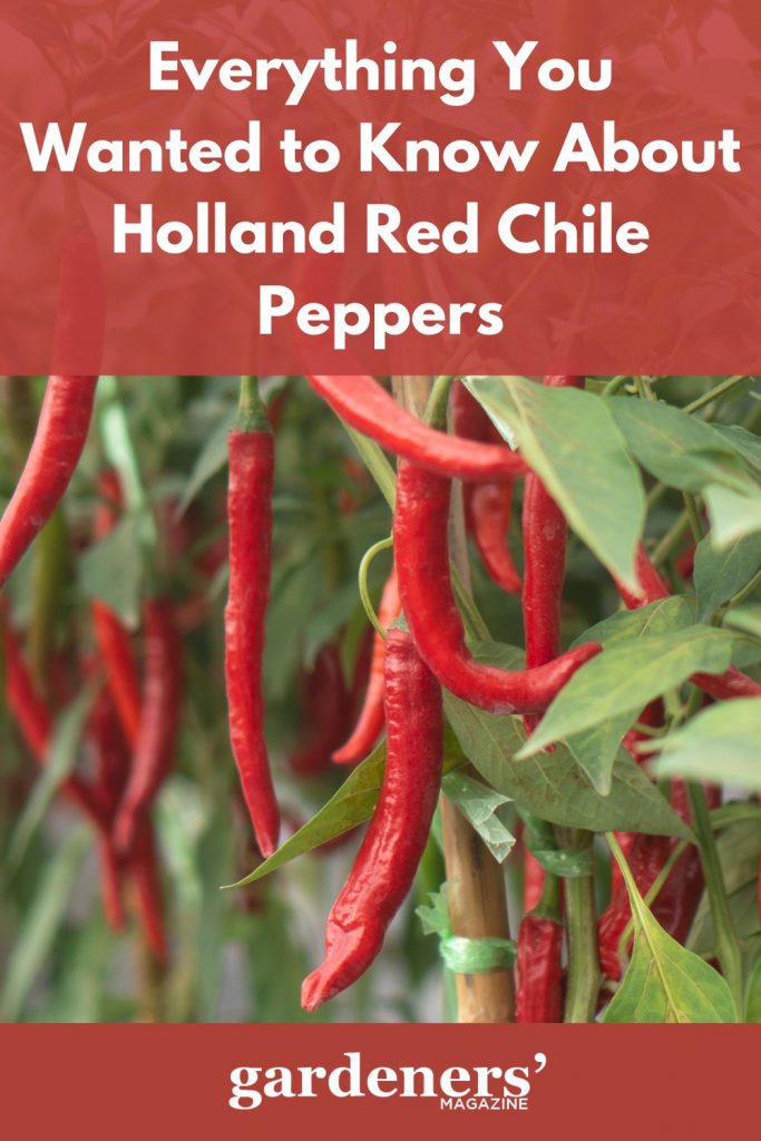 Holland red chile pepper plant
