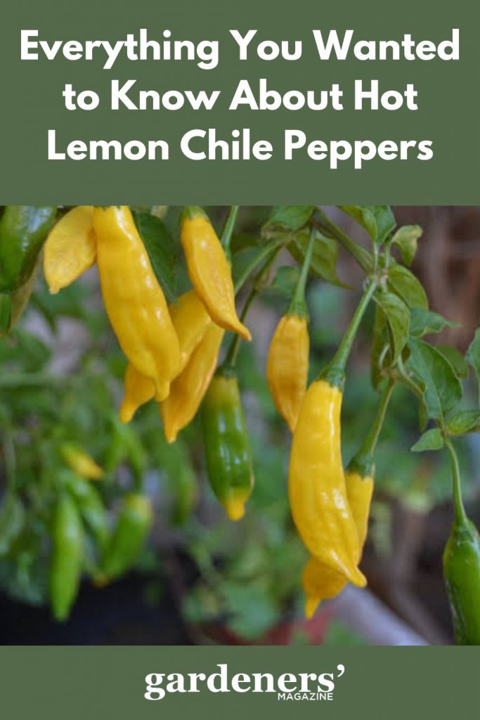 Hot lemon chile peppers ready to harvest