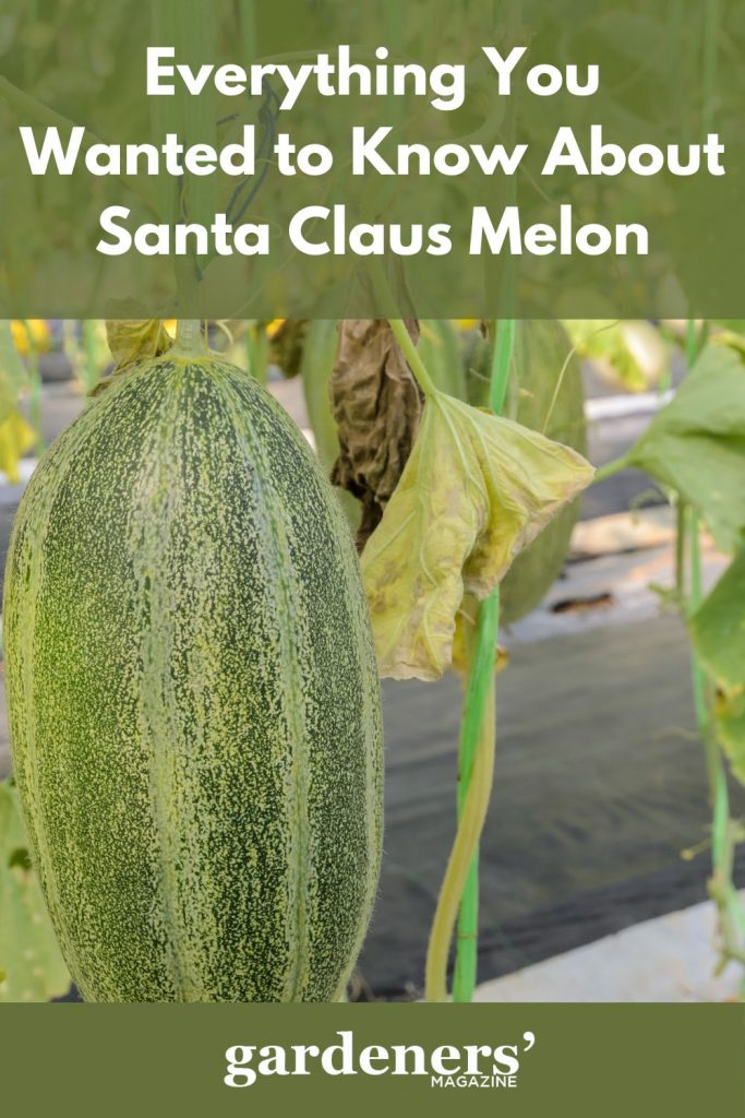 Santa Claus melon ready to harvest