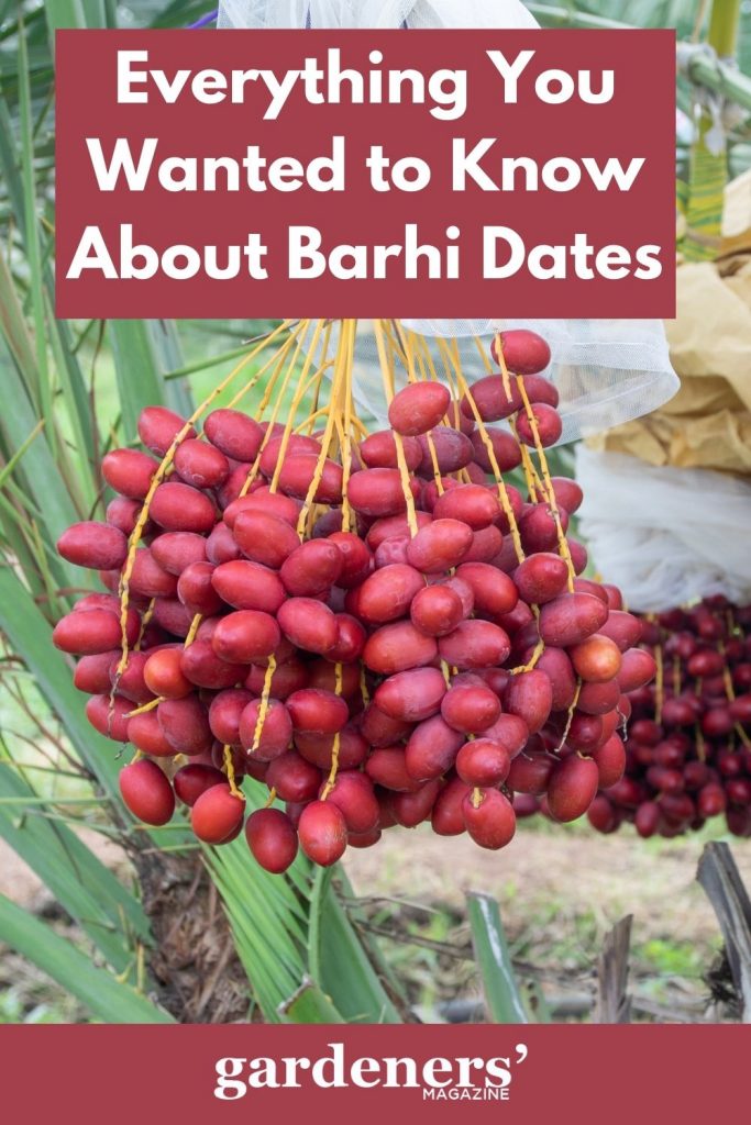Everythng You Wanted To Know About Barhi Dates