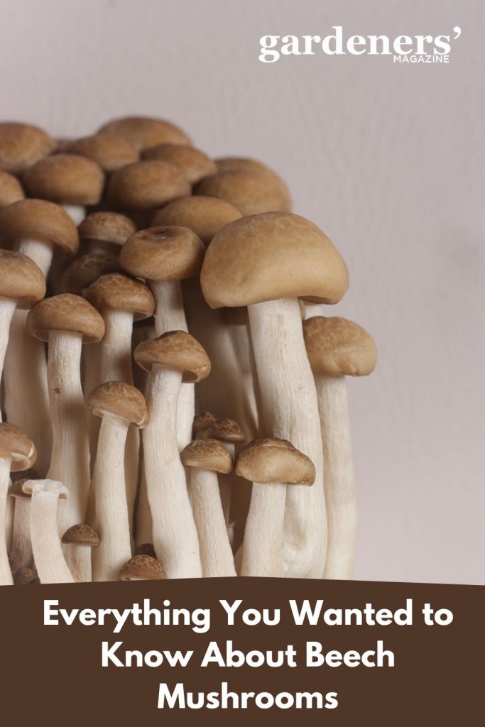 A cluster of beech mushrooms