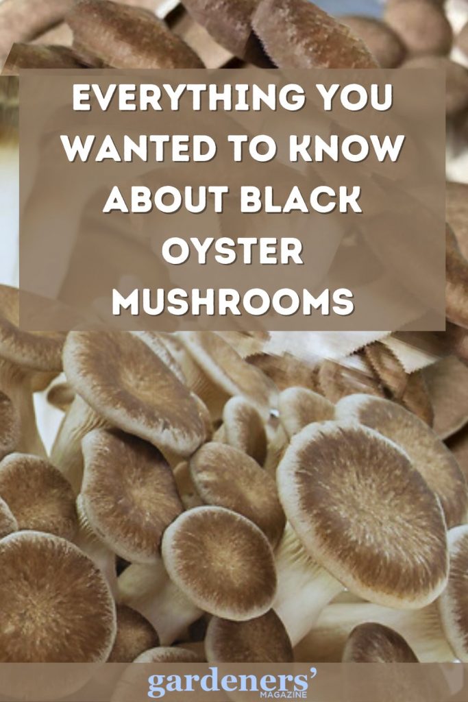 Everything you wanted to know about Black Oyster Mushrooms