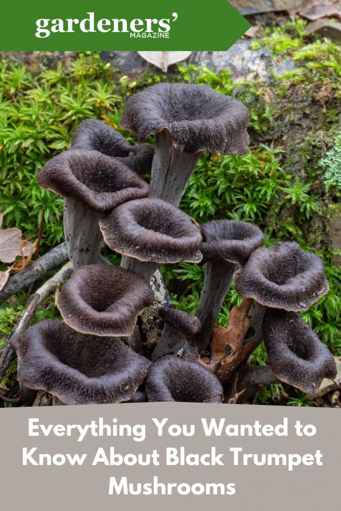 Black Trumpet Mushrooms