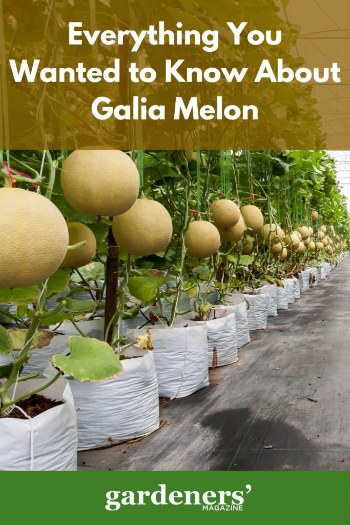 Galia melons grown in bags