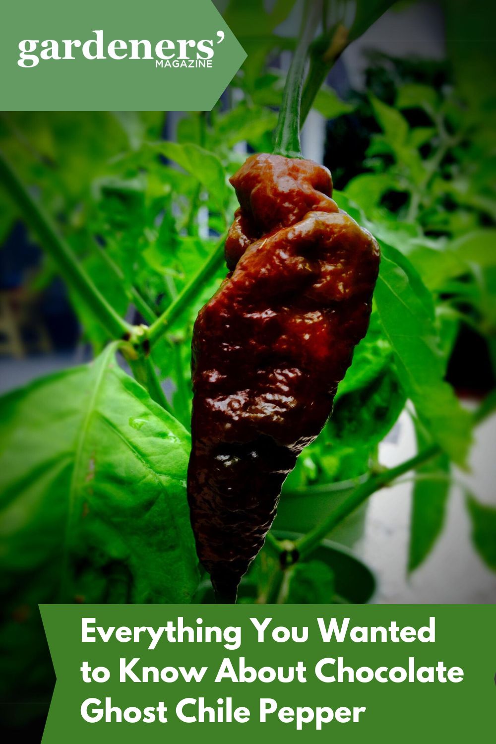 Everything You Wanted To Know About Chocolate Ghost Chile Pepper