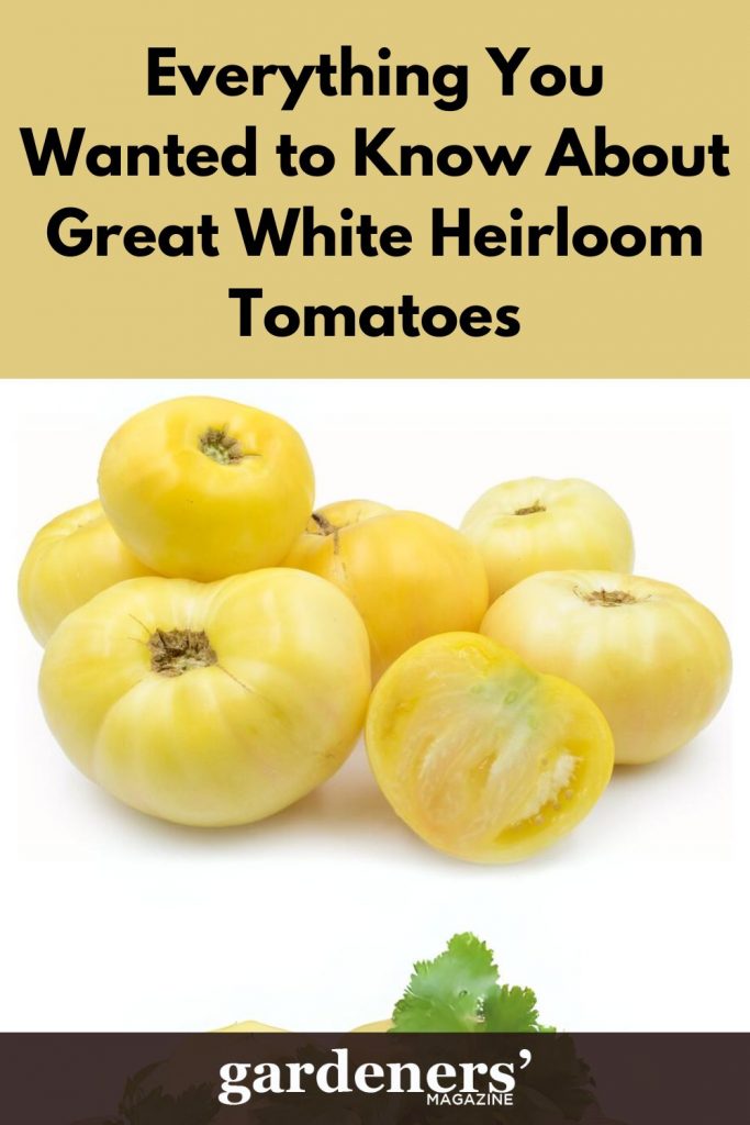 Everything you wanted to know about Great White Heirloom Tomatoes