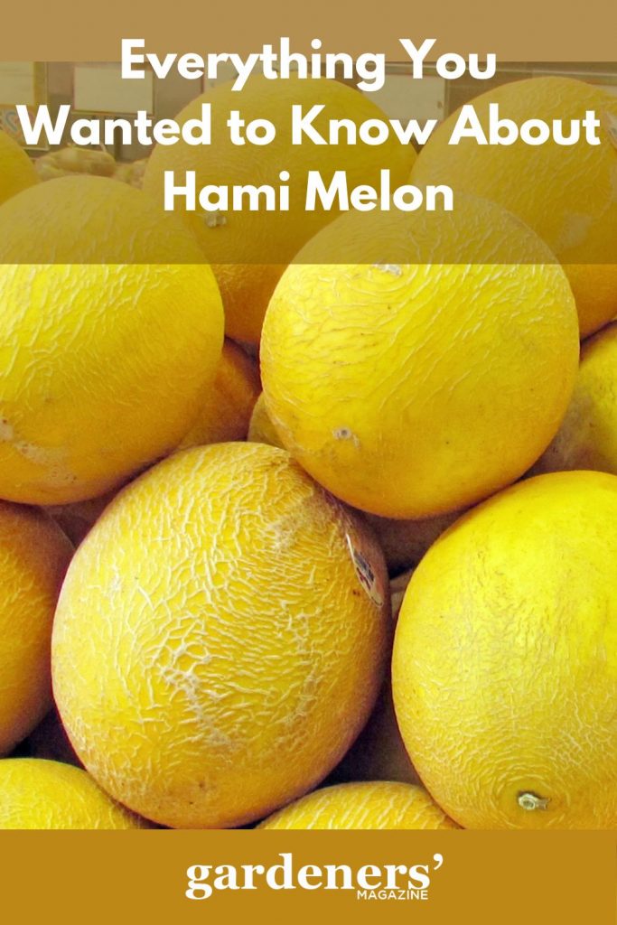Harvested Hami melons