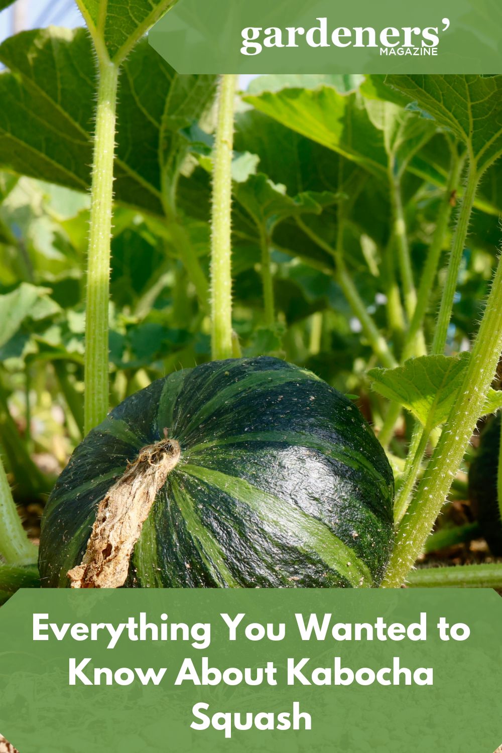 Everything You Wanted To Know About Kabocha Squash