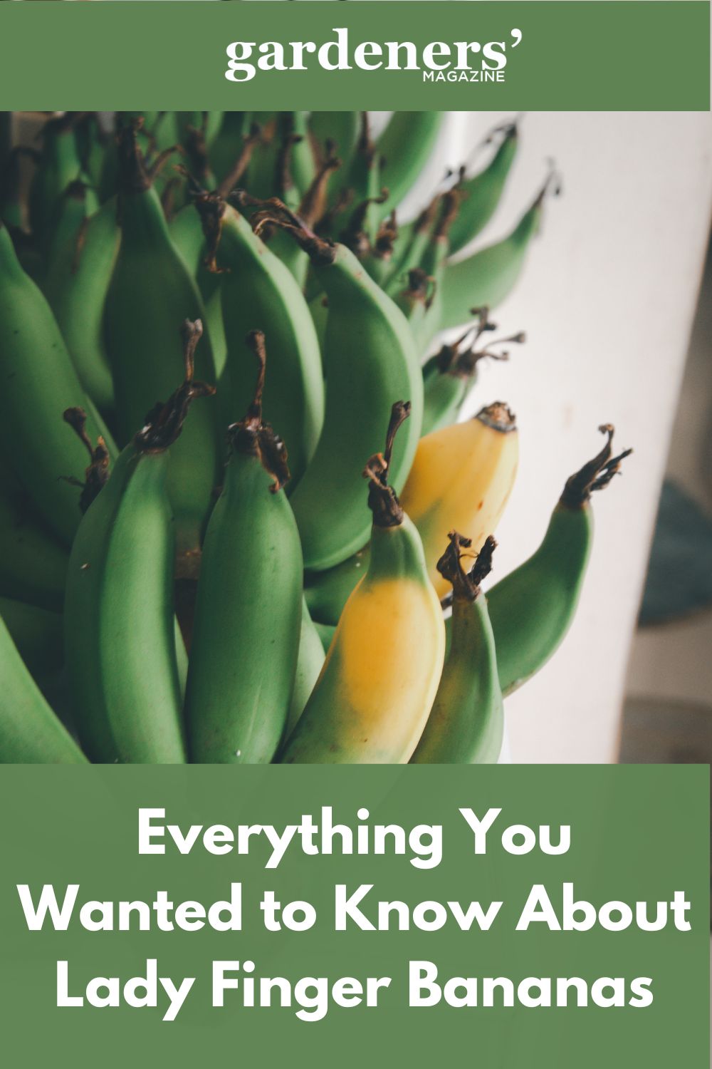 Everything You Wanted To Know About Lady Finger Bananas