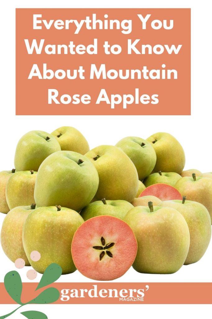 Everything you wanted to know about Mountain Rose Apples