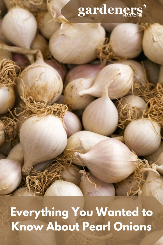 Harvested Pearl onions