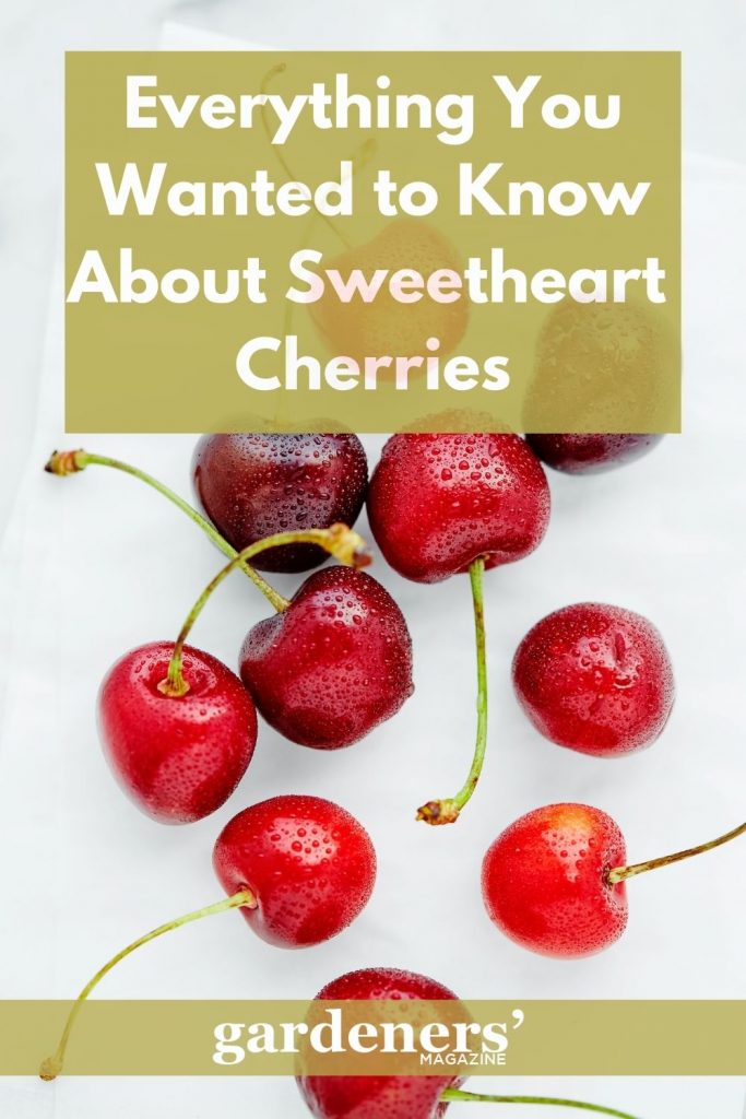 Everything you wanted to know about Sweet Cherries