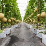 Ready-to-harvest Galia melons