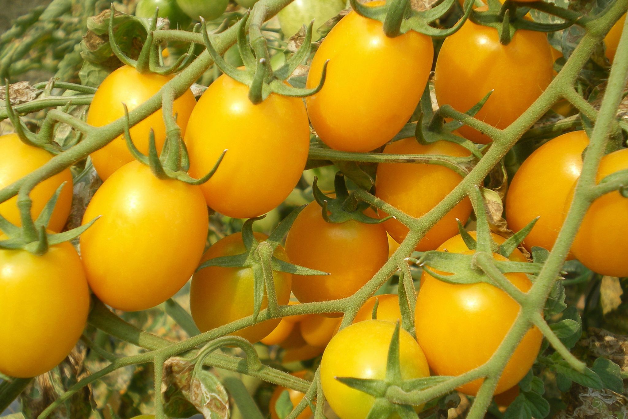 Ripe Gold nugget tomatoes on the plant