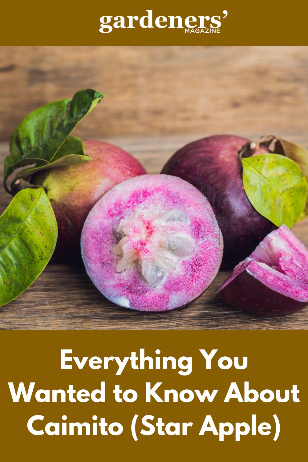 Everything You Wanted To Know About Caimito (Star Apple)