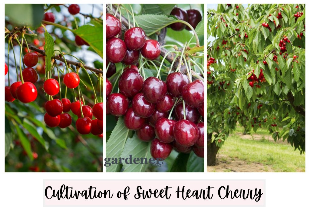 cultivation of sweetheart cherry