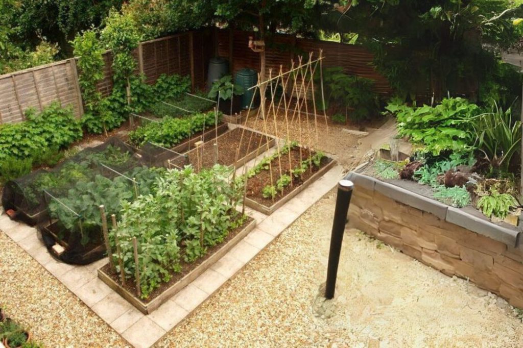 Vegetable garden layout