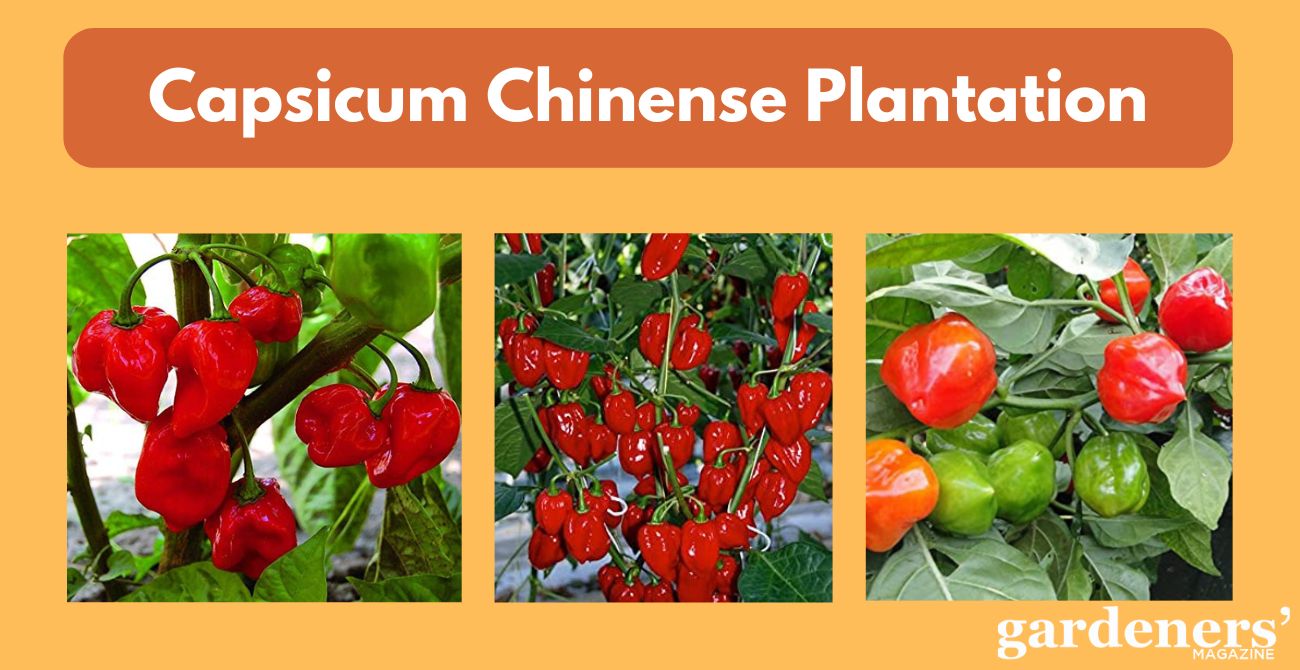 Capsicum chinense plantation