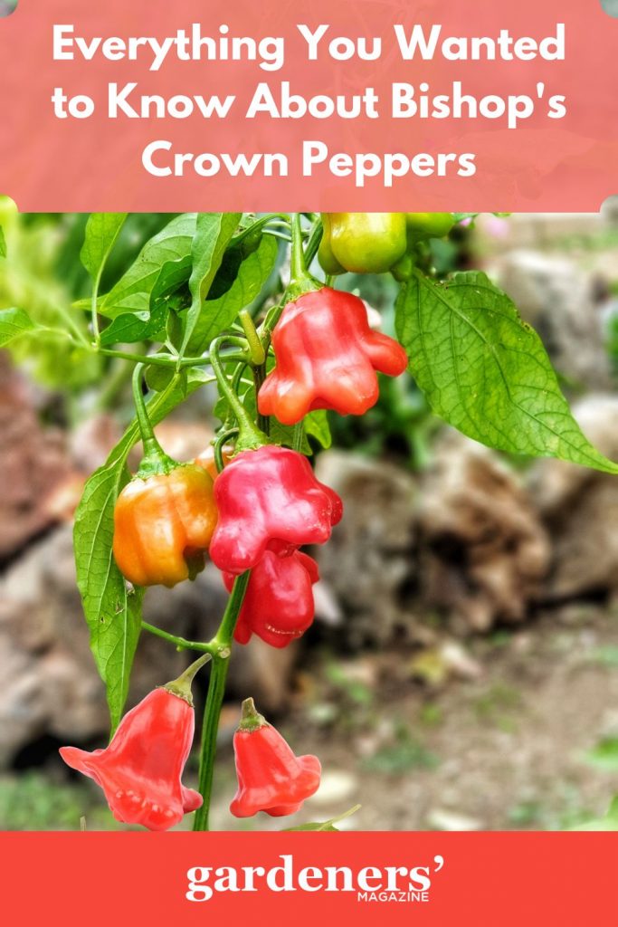 Bishop's Crown pepper on the plant