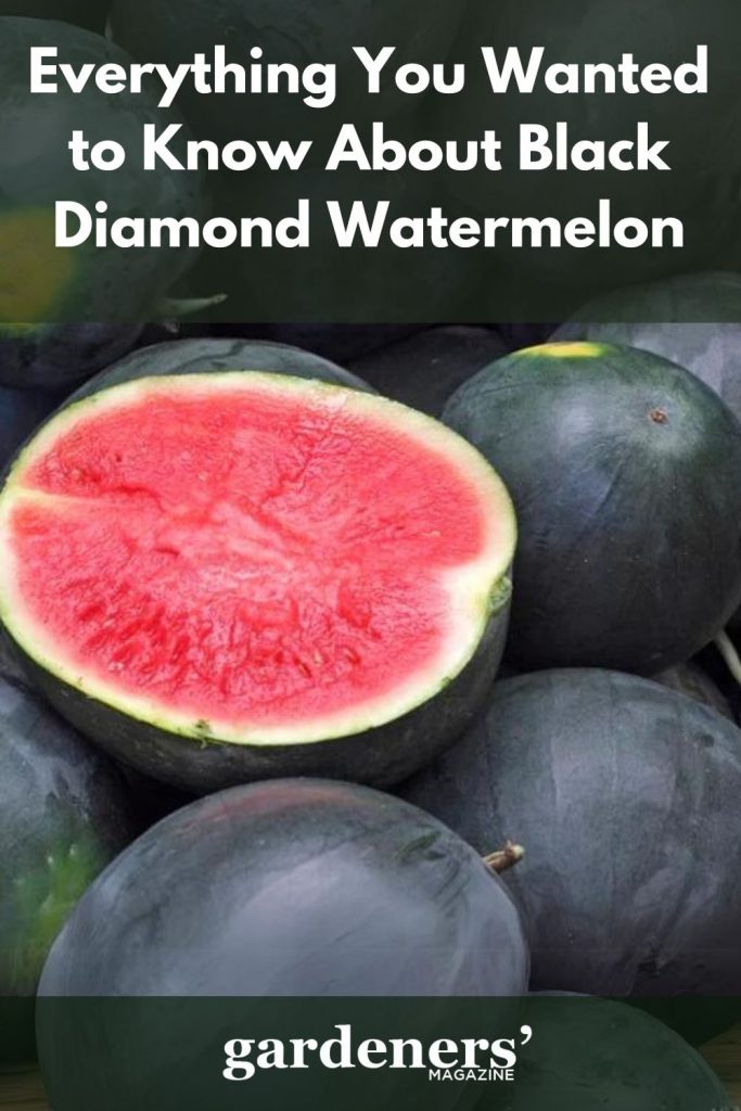 Black diamond watermelon whole and sliced