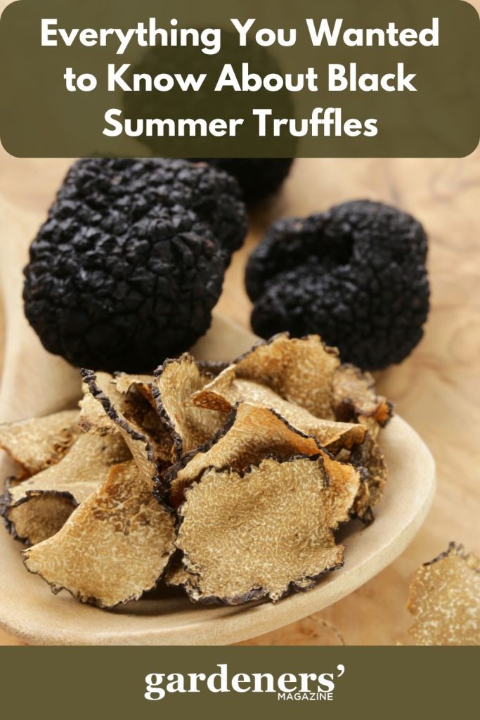 Black Summer Truffles whole and sliced