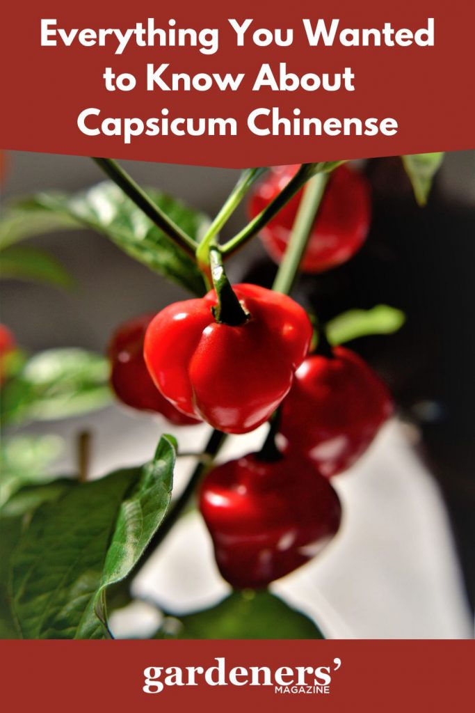 Ripe Capsicum Chinense