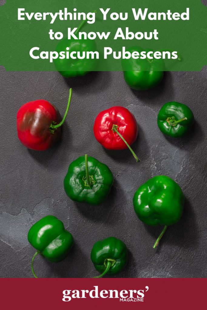 Red and green Capsicum Pubescens