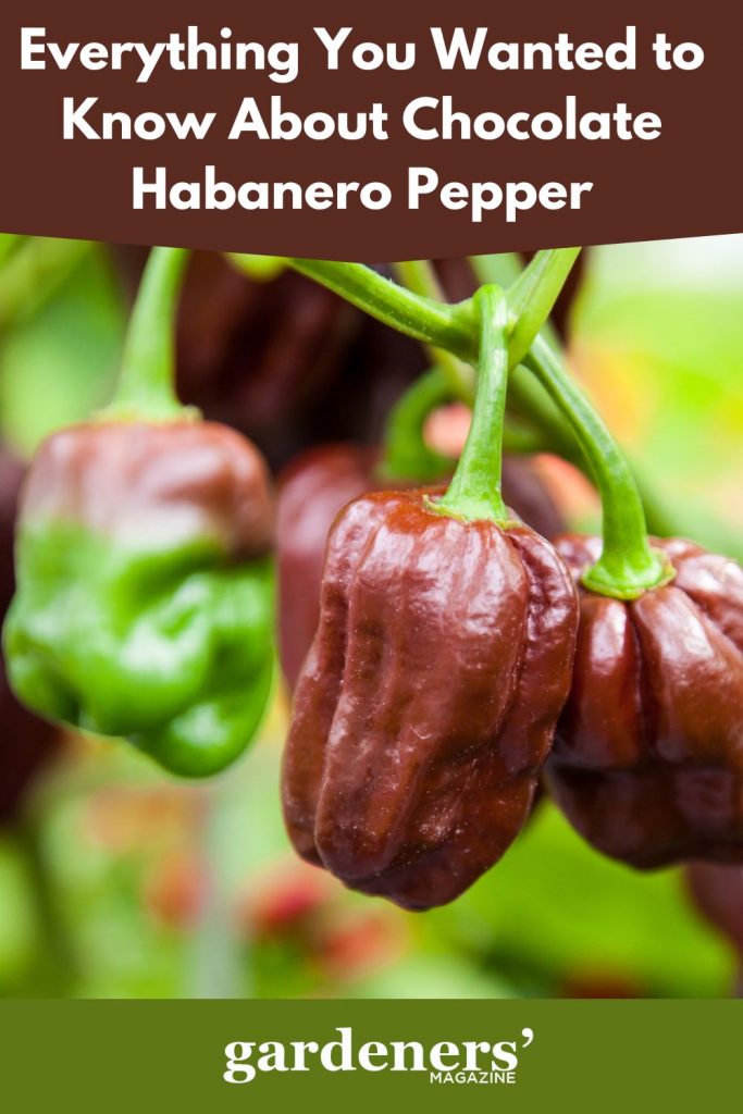 Chocolate Habanero pepper - ripe