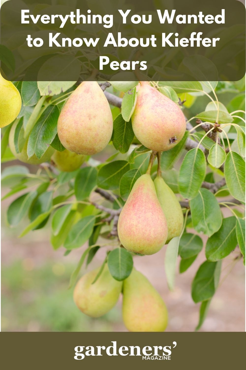 Everything You Wanted To Know About Kieffer Pears