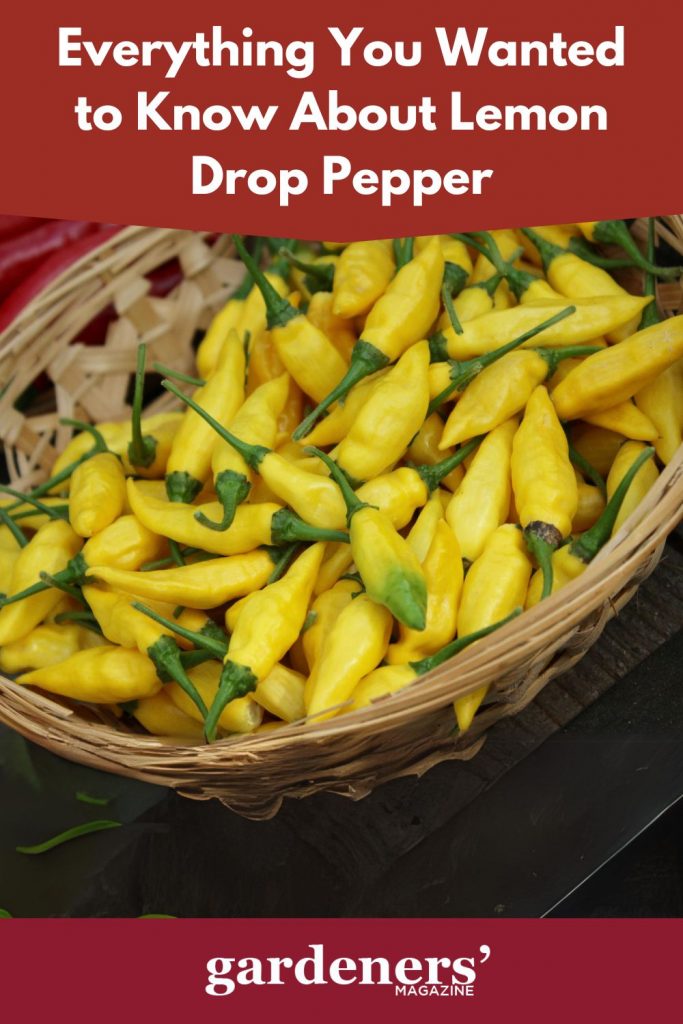 Harvested Lemon Drop pepper
