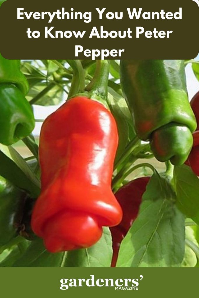 Peter pepper on the plant