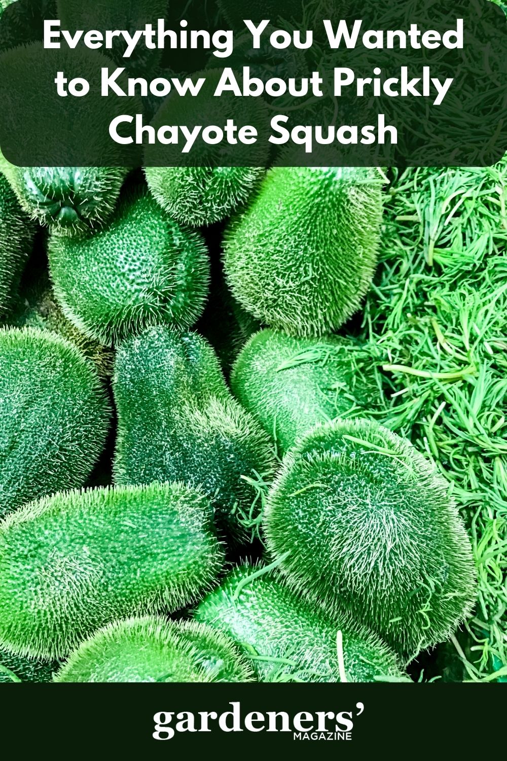 Everything You Wanted To Know About Prickly Chayote Squash