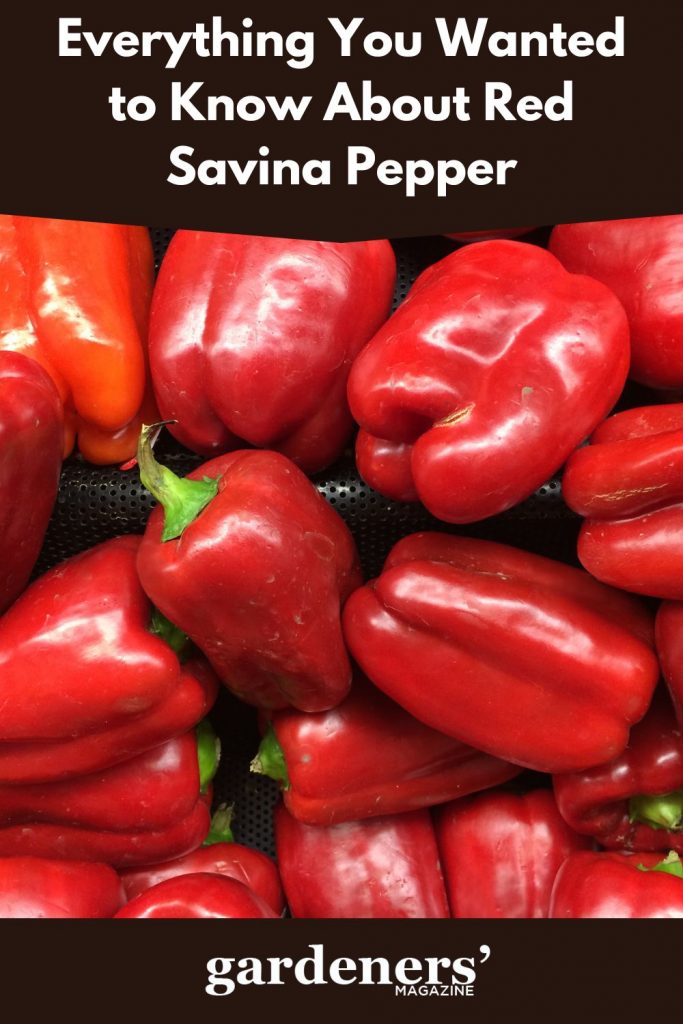 Harvested Red Savino pepper