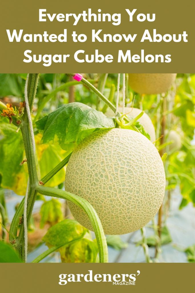 Ready to harvest Sugar Cube melon