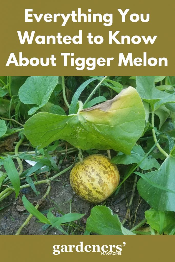 Ready to harvest Tigger melon