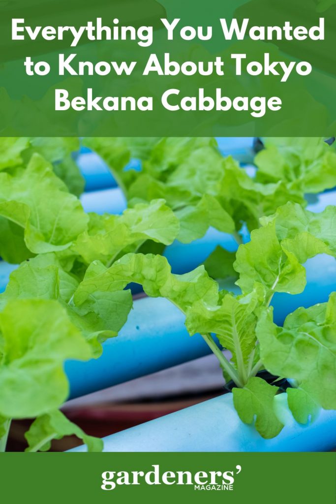 Tokyo Bekana cabbage