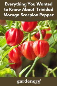 Everything You Wanted To Know About Trinidad Moruga Scorpion Pepper