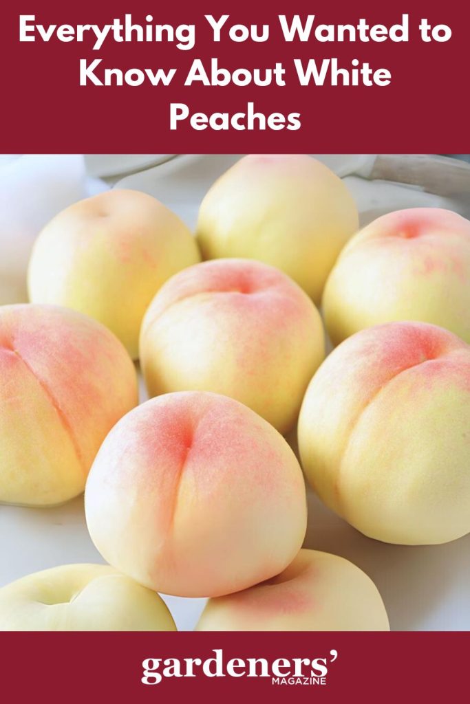 Harvested White peaches