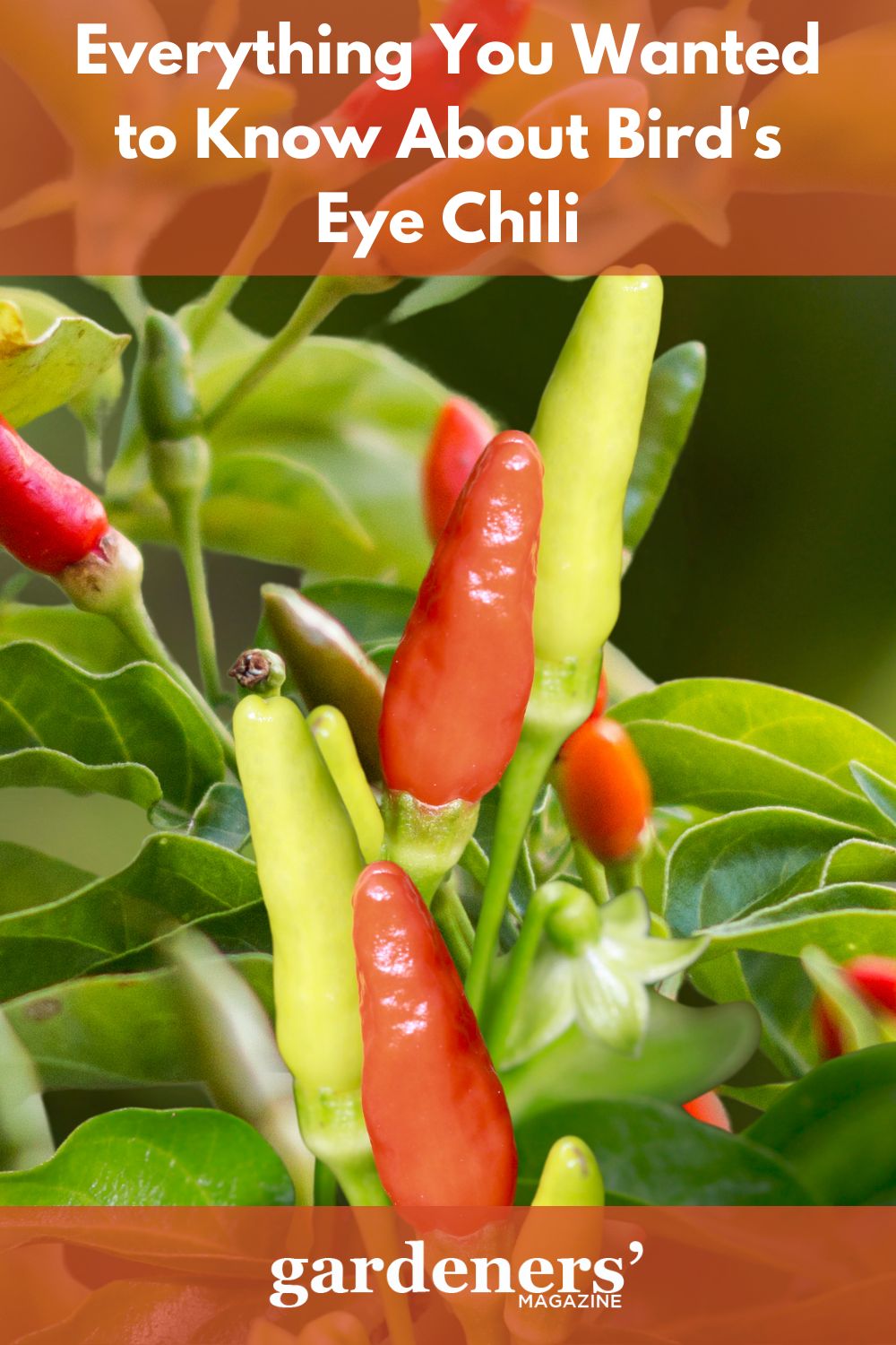 everything-you-wanted-to-know-about-bird-s-eye-chili