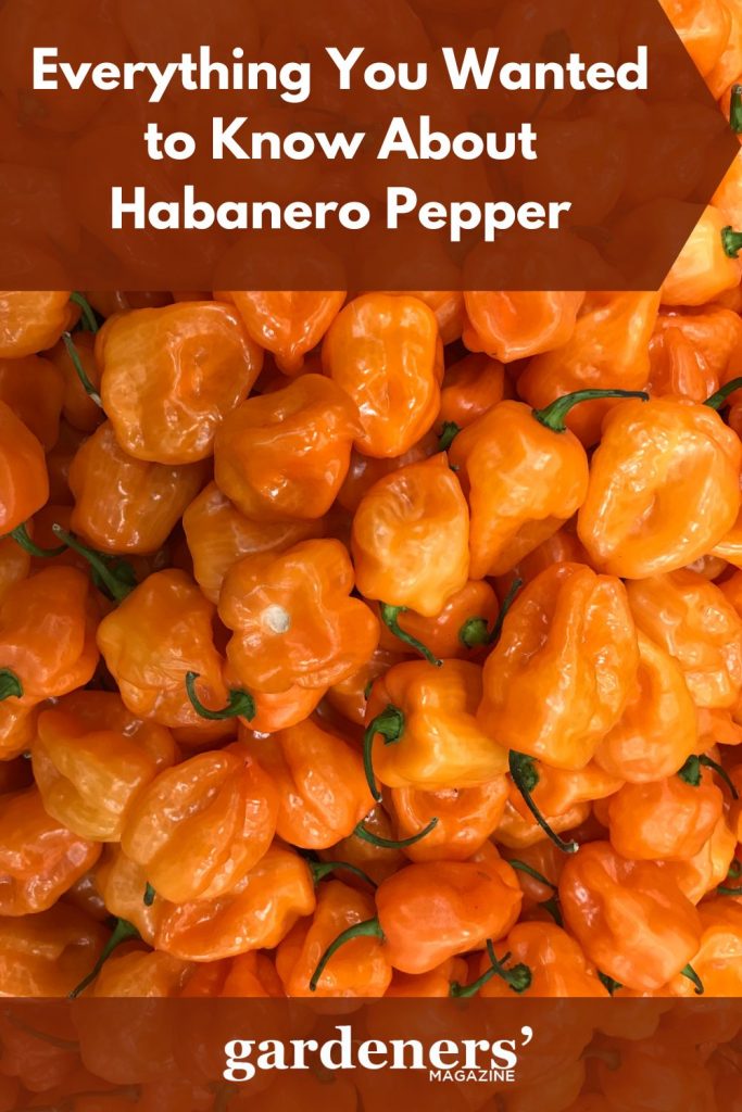 Harvested Habanero pepper
