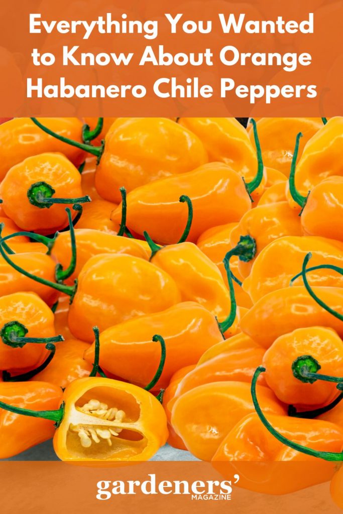 Harvested Orange Habanero Chile Pepper