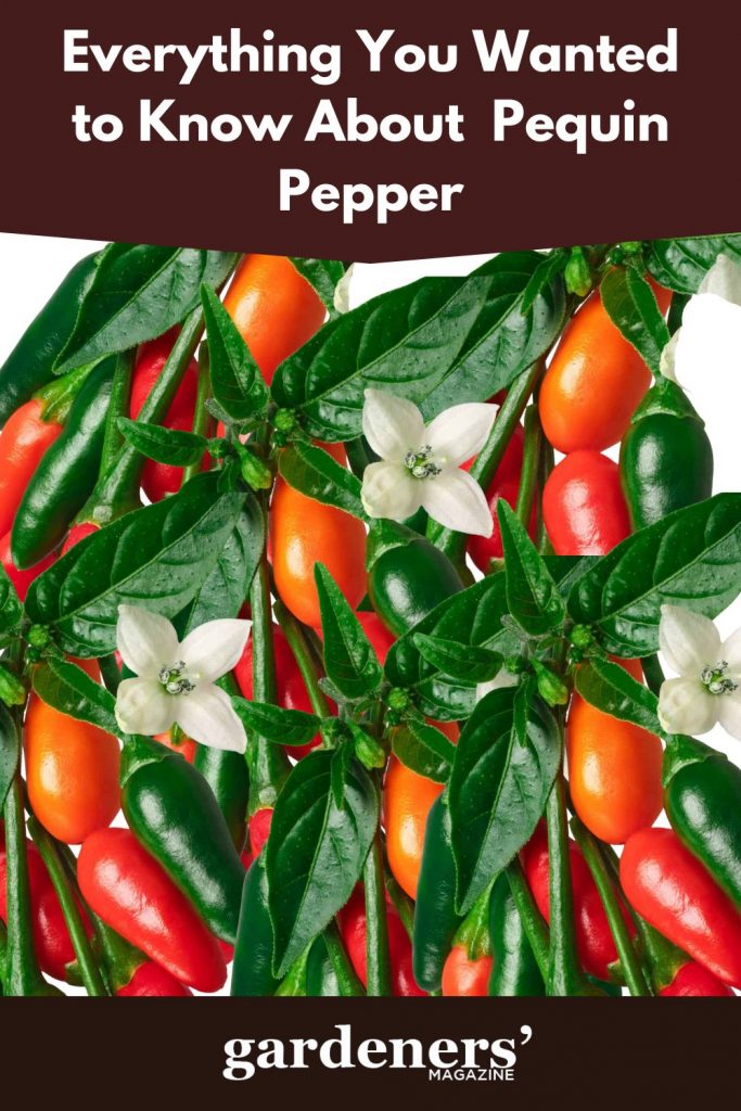 Pequin pepper
