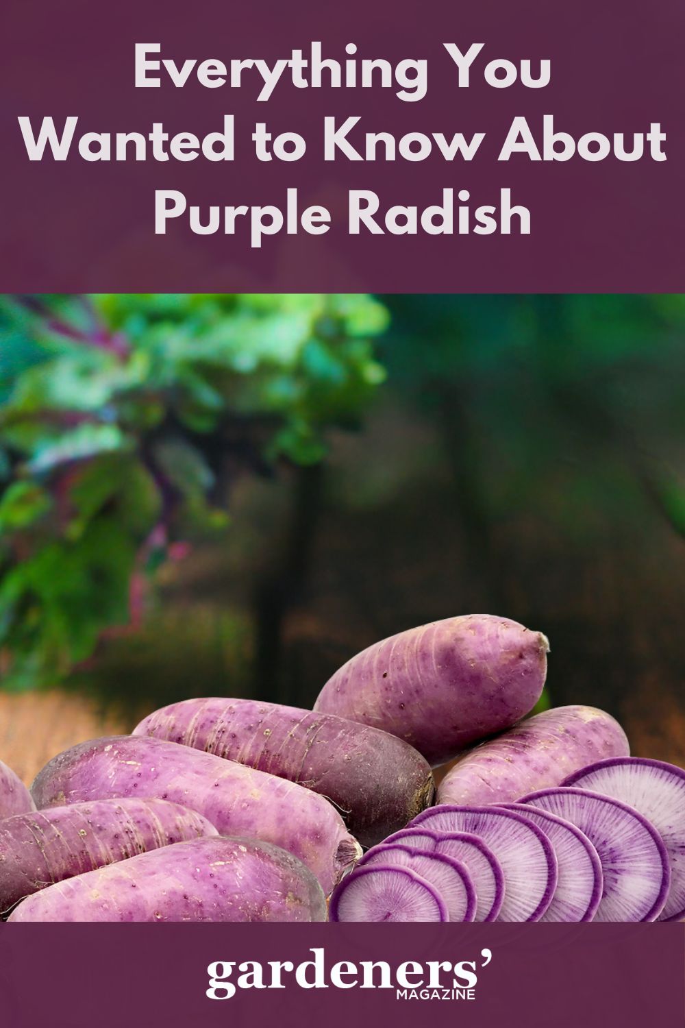 Everything You Wanted To Know About Purple Radish