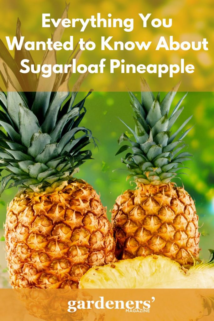 Sugarloaf pineapples whole and sliced