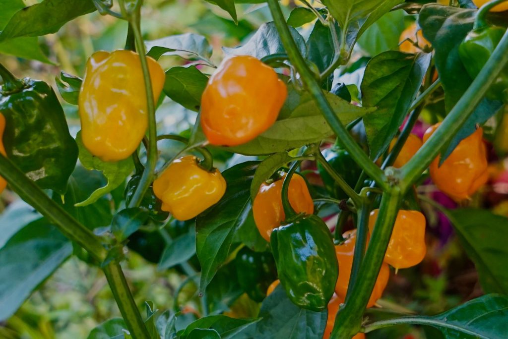 Everything You Wanted To Know About Habanero Pepper