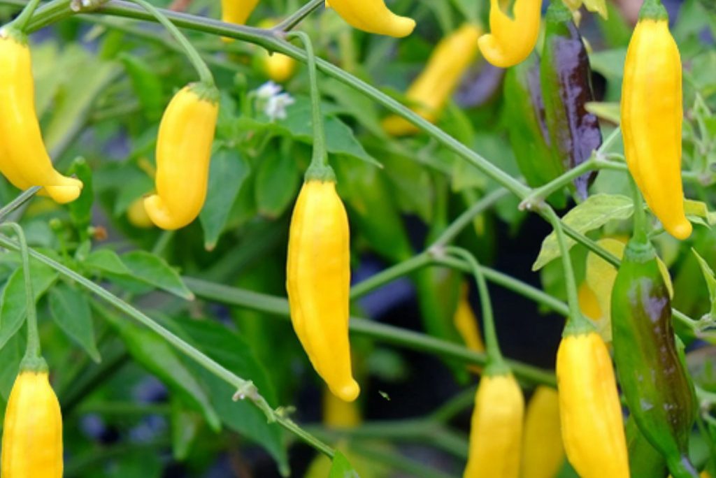 Everything You Wanted To Know About Hot Lemon Chile Peppers