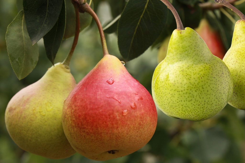 Everything You Wanted To Know About Kieffer Pears